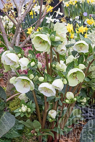 HELLEBORUS_MOON_DANCE