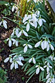 GALANTHUS SENTINEL