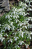 GALANTHUS BABRAHAM SCENTED