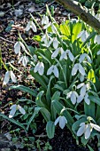 GALANTHUS MARJORIE BROWN