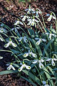 GALANTHUS TRUMPS