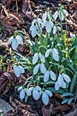 GALANTHUS FALKLAND HOUSE