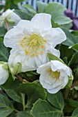 HELLEBORUS NIGER HGC SNOW FALL