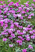 CYCLAMEN COUM IN GRASS