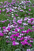 CYCLAMEN COUM IN GRASS