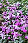 CYCLAMEN COUM MIXED COLOURS