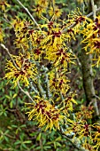 HAMAMELIS X INTERMEDIA BARNSTEDT GOLD