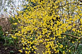 CORNUS OFFICINALIS