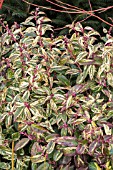 LEUCOTHOE FONTANESIANA GIRARDS RAINBOW