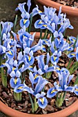 IRIS RETICULATA ALIDA