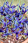 IRIS RETICULATA BLUE NOTE