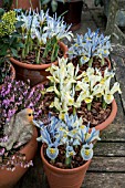 WINTER FLOWERING BULBS