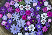 HEPATICA FLOATING FLOWERS