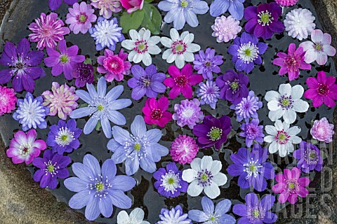 HEPATICA_FLOATING_FLOWERS