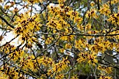 HAMAMELIS X INTERMEDIA BARNSTEDT GOLD