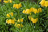 FRITILLARIA IMPERIALIS LUTEA