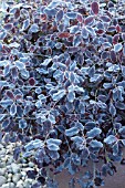 PITTOSPORUM TENUIFOLIUM TOM THUMB