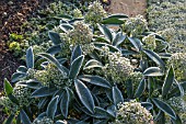 SKIMMIA X CONFUSA KEW GREEN COVERED IN FROST