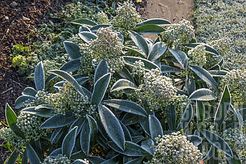 SKIMMIA_X_CONFUSA_KEW_GREEN_COVERED_IN_FROST