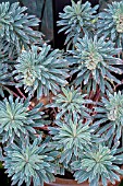 EUPHORBIA CHARACIAS GLACIER BLUE