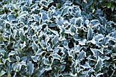 ILEX AQUIFOLIUM ALASKA WITH FROST