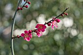 PRUNUS MUME BENI-CHIDON