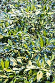 ILEX MYRTIFOLIA VARIEGATA