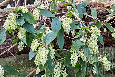RIBES_LAURIFOLIUM_AMY_DONCASTER