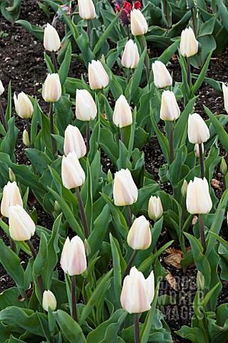 TULIP_WHITE_MARVEL