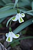 GALANTHUS TRUMPOLUTE