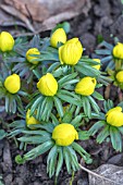 ERANTHIS HYEMALIS GUINEA GOLD