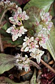 CHRYSOSPLENIUM MACROPHYLLUM