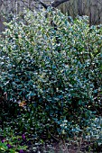 LIGUSTRUM IBOTA MUSLI (MUSTER)