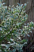 LIGUSTRUM IBOTA MUSLI (MUSTER)