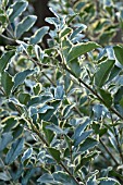 LIGUSTRUM IBOTA MUSLI (MUSTER)