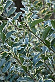 LIGUSTRUM IBOTA MUSLI (MUSTER)