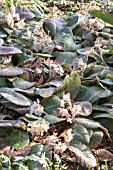 CHRYSOSPLENIUM MACROPHYLLUM