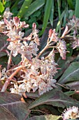 CHRYSOSPLENIUM MACROPHYLLUM