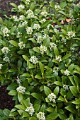 SKIMMIA KEW WHITE