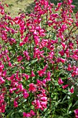 PENSTEMON SCHOENHOLZEN