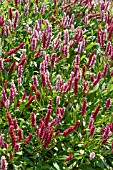 PERSICARIA AFFINIS DARJEELING RED