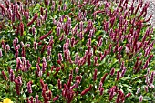 PERSICARIA AFFINIS DARJEELING RED