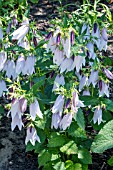 CAMPANULA IRIDESCENT BELLS