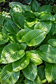 HOSTA APHRODITE