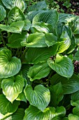 HOSTA APHRODITE