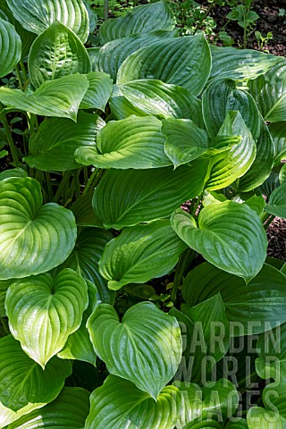 HOSTA_APHRODITE