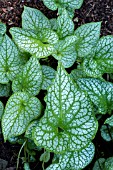 BRUNNERA MACROPHYLLA ALEXANDERS GREAT