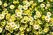 ANTHEMIS TINCTORIA E.C. BUXTON