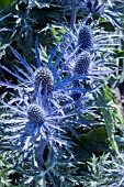 ERYNGIUM ZABELII JOS EIJKING