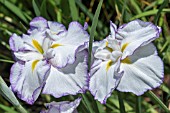 IRIS ENSATA FRILLED ENCHANTMENT